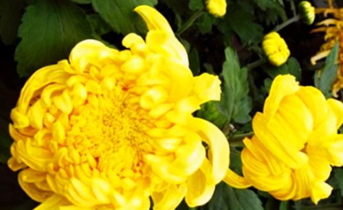 立夏养生 菊花入膳，美容护肤又安神